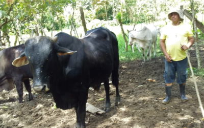 Cattle Breeding Project in Costa Rica