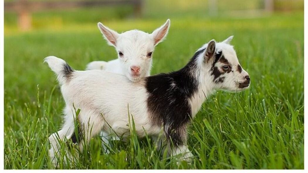Who doesn’t love goats?